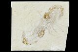 Two Cretaceous Fossil Shrimp - Lebanon #107553-1